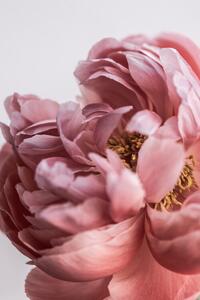 Photography Peony, Mareike Bohmer