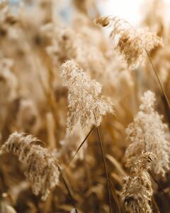 Photography Reed flower, Josip Milievi