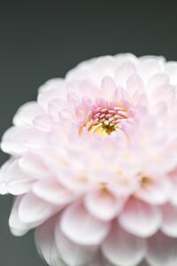 Photography Pink Flower No1, Studio Collection