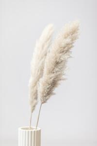 Photography Pampas Grass Grey 11, Studio Collection