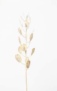 Photography Solitary dried plant, Studio Collection