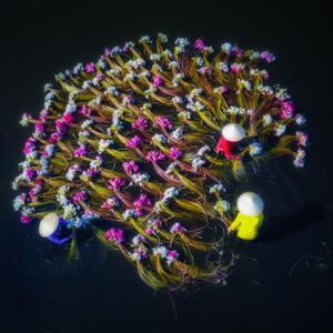 Photography Washing water lilies, Nguyen Tan Tuan