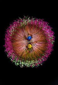 Photography Harvesting water lilies, Tanvir