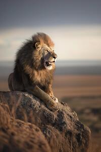 Photography Mountain Lion, Marcel Egger