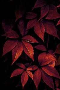 Art Photography Dark Leaves, Mareike Böhmer, (26.7 x 40 cm)