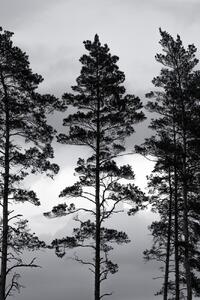 Illustration Swedish Trees, Mareike Böhmer, (26.7 x 40 cm)