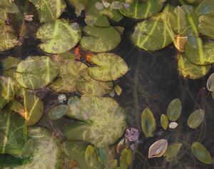 Illustration Pond plants, Nel Talen, (40 x 30 cm)