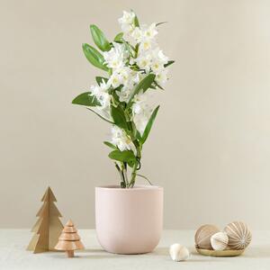 Bamboo Orchid House Plant in Pot Earthenware Pink