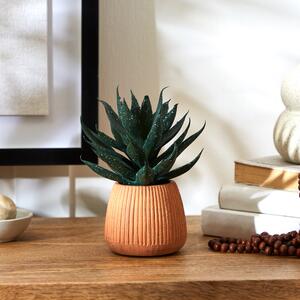 Cacti in Ceramic Pot 16cm Cream