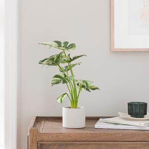 Artificial Cheese Plant in White Cement Plant Pot Green