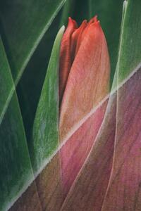 Photography Tulip, Johan Lennartsson, (26.7 x 40 cm)