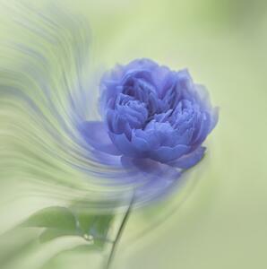 Photography Blue rose, Judy Tseng, (40 x 40 cm)