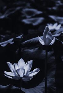 Art Photography Midsummer lotus, Sunao Isotani, (26.7 x 40 cm)
