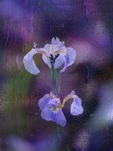 Photography Iris in rain, YoungIl Kim, (30 x 40 cm)