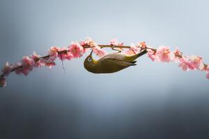 Photography Spring is coming, Vu van quan, (40 x 26.7 cm)