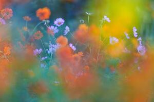 Art Photography The Colorful Garden, Junko Torikai, (40 x 26.7 cm)