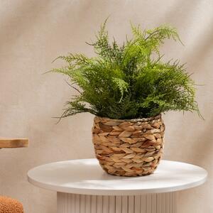 Artificial Fern in Basket