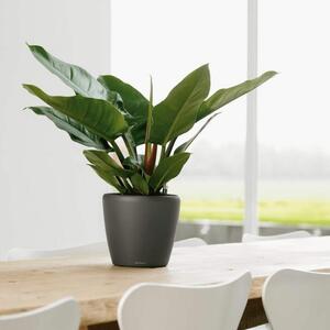 LECHUZA Table Planter CLASSICO LS 21 ALL-IN-ONE Charcoal Metallic