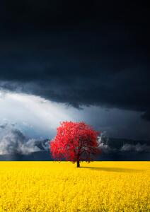 Photography Red tree, Bess Hamiti