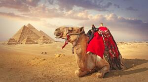 Photography Camel and the pyramids in Giza, narvikk