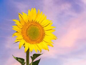 Photography Sunflower flower in spring against the, Jose A. Bernat Bacete