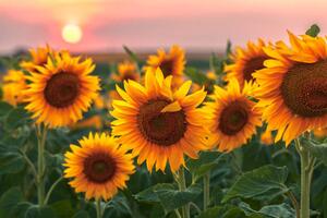 Photography Sunset Flowers, Evgeni Dinev Photography