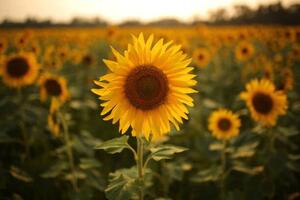 Photography Sunflower, Rehman Asad