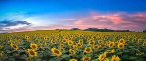 Photography Sunflower field at sunset, Sarrote Sakwong