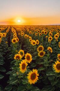 Photography Sunflower field, Olga Rolenko