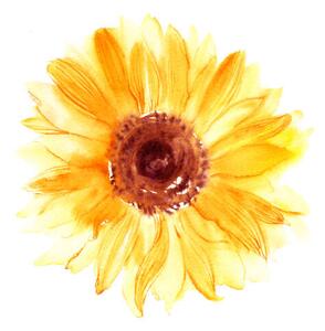 Photography Hand drawn watercolorsunflower in yellow color, bokasin