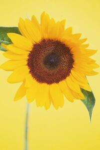 Photography Sunflower, DAJ