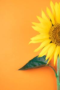 Photography Sunflower, pepifoto