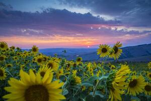 Photography Beautiful landscape with sunflowers, Guido Cozzi/Atlantide Phototravel