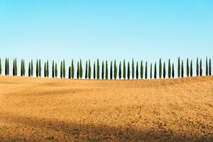 Photography Tuscany landscape of cypresses trees, Val, joci03