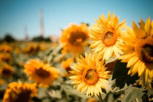 Photography Close-up of sunflowers on field against, Andrean Taufik / 500px