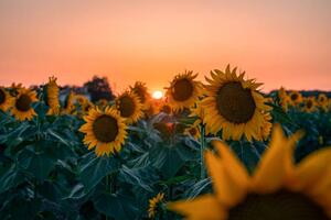 Photography Sunflower field at beautiful sunset., wilatlak villette