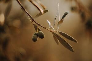 Photography Olivenbäume Olivenplantage in der Toscana Italien, Tabitha Arn