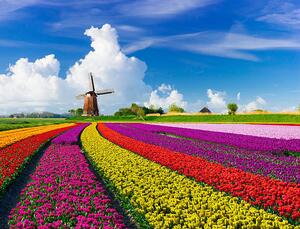 Photography Tulips and Windmills, JacobH