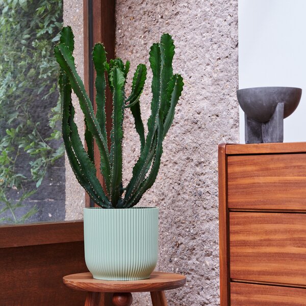 Beards & Daisies Euphorbia Triangularis House Plant in Vibes Pot Plastic Mint