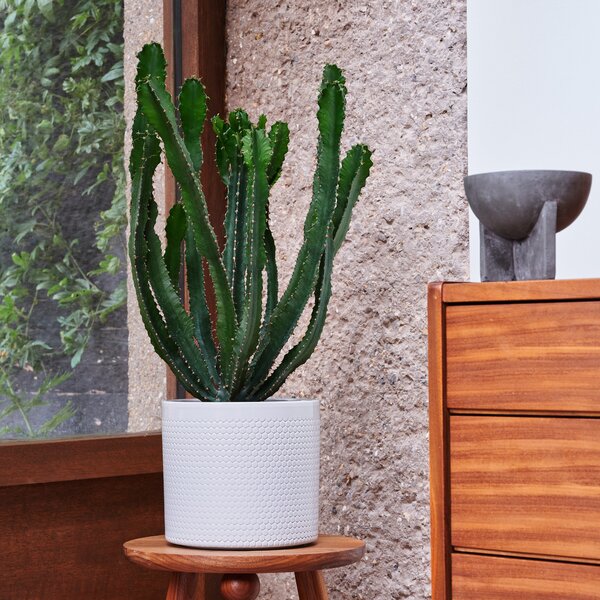 Beards & Daisies Euphorbia Triangularis House Plant in Capri Pot Ceramic Light Grey