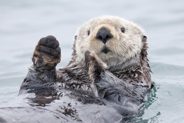 Photography Yesterday I caught a fish thiiis big! - Otter. Alaska, Roman Golubenko