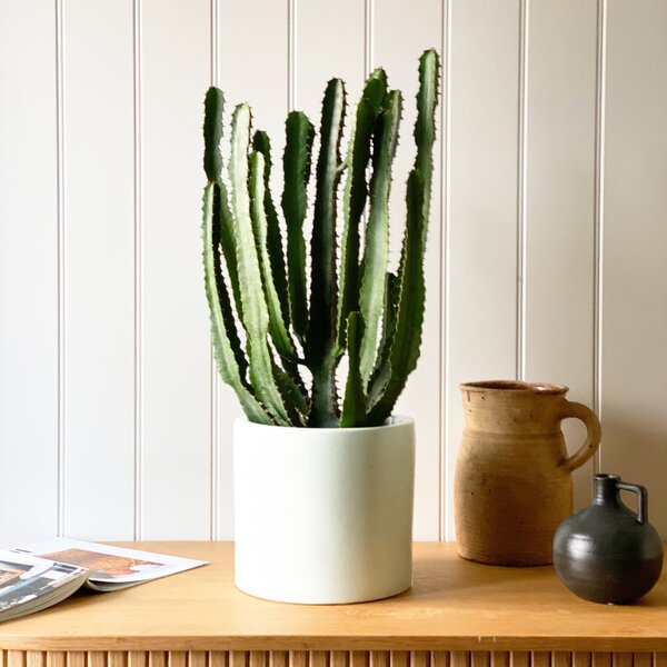 Beards & Daisies Euphorbia Triangularis House Plant in Earthenware Pot Earthenware Oyster