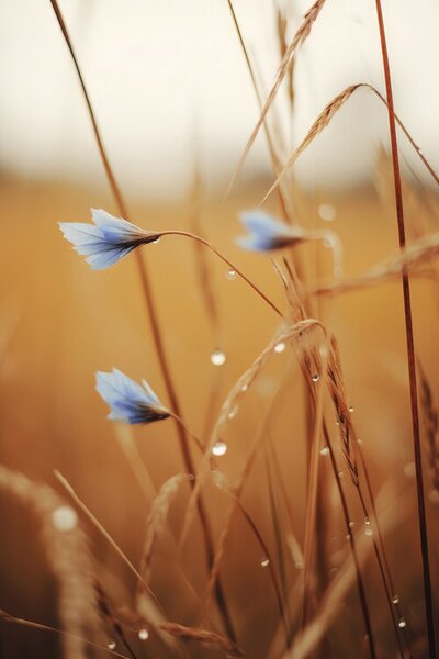 Photography Blue Corn Flowers, Treechild