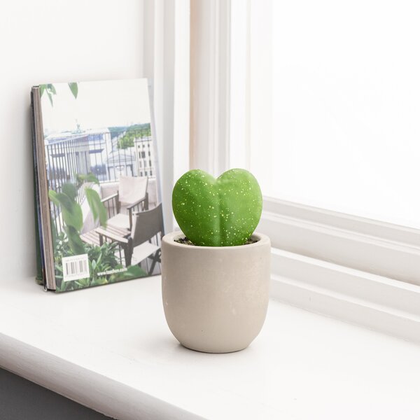 Sweetheart Plant in Cement Pot Grey
