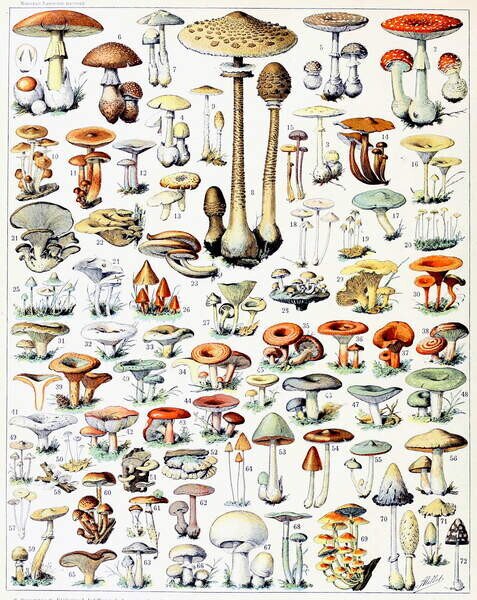 Fine Art Print Illustration of Mushrooms c.1923, Millot, Adolphe Philippe