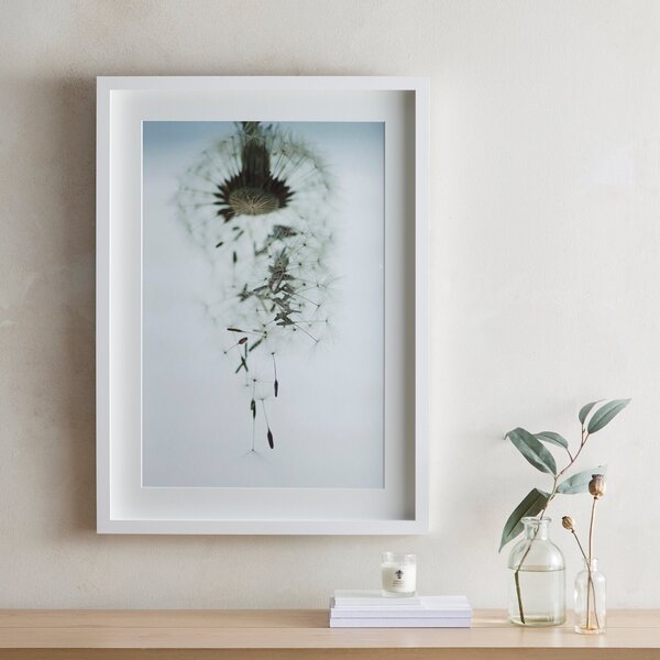 Dorma Purity Drifting Dandelion Mounted and Box Framed Exclusive Nature Print MultiColoured