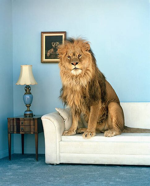 Photography Lion sitting on couch, Matthias Clamer