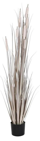 Decorative Plant DKD Home Decor Rushes (45 x 45 x 150 cm)