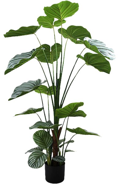 Decorative Plant Alexandra House Living Plastic Calathea 150 cm