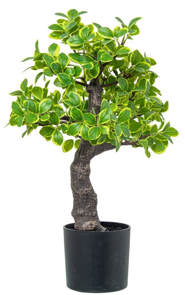 Decorative Plant Alexandra House Living Plastic Euonymus 45 cm